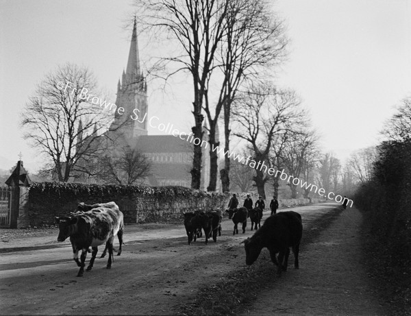 CATHEDRAL  CATTLE